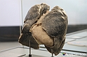 VBS_2667 - Polmoni di un fumatore - Mostra Body Worlds